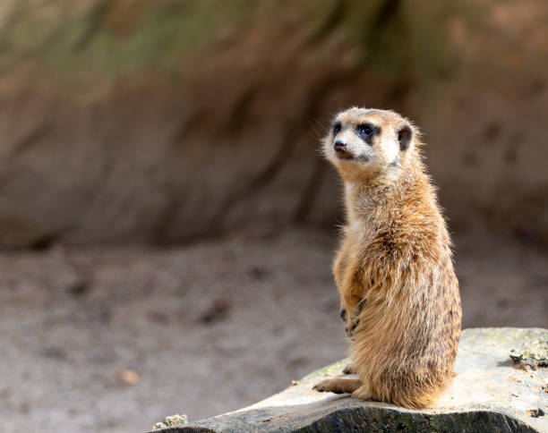 istock meerkat face close up 1212406219
