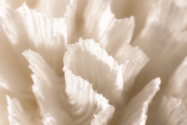 Pectinia macro image. Nature close-up background image. Pectinia sp. coral. Beautiful white fronds in extreme close up.