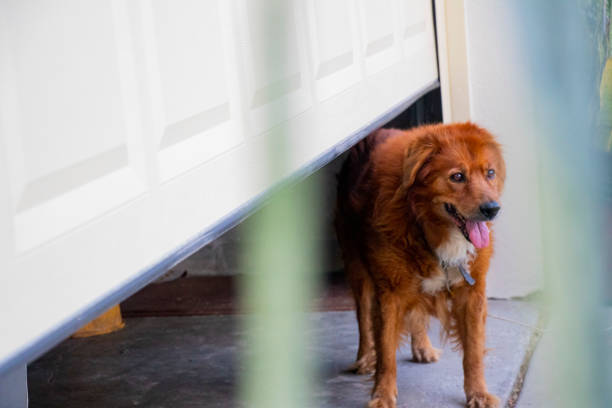 A cheerful black-and-white dog greeting a person near a blue entrance door, displaying excitement and warmth at the threshold of a home environment.