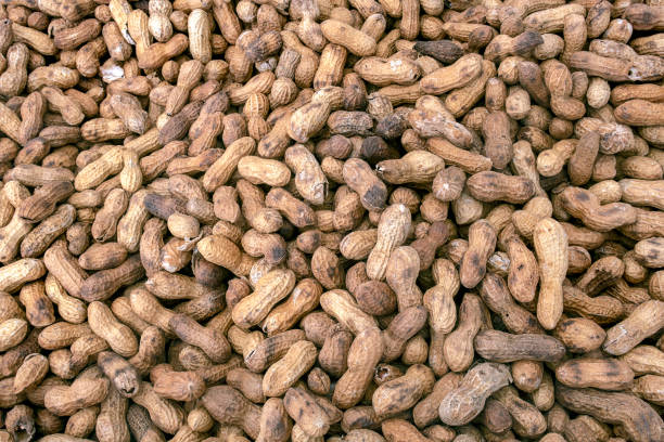 récipient plein d’arachides rôties dans des coquilles à l’affichage pour la vente au marché d’un fermier - peanut legume textured effect fat photos et images de collection