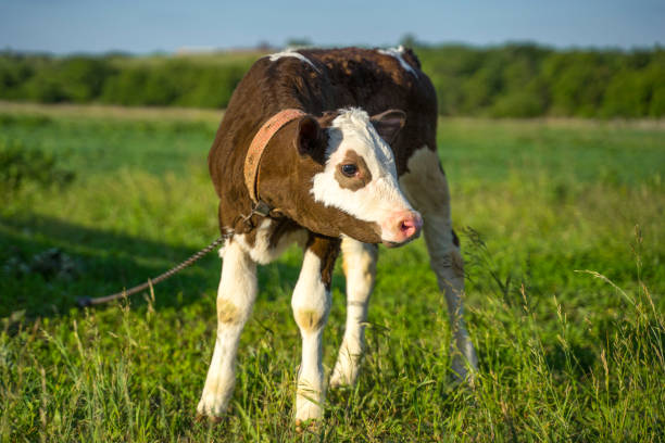 istock A calf grazing on a green lawn on a sunny summer evening 1212409706