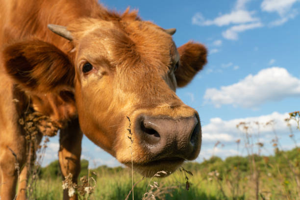 istock Close-up of a brown cow's nose 1212409760