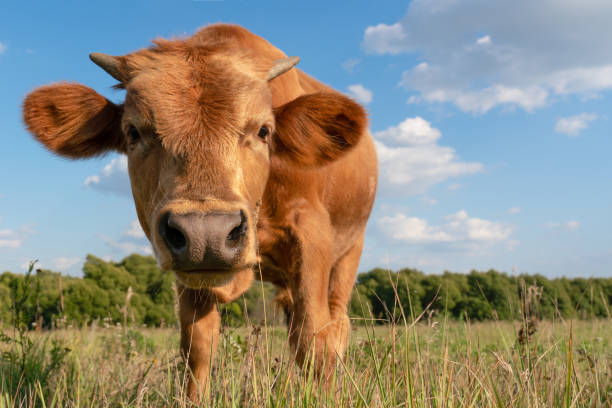 istock curious calf stands in a clearing with green grass and pulls his nose into the frame 1212409790
