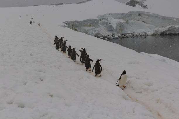 istock Gentoo penguin (Pygoscelis papua) - Antarctica 1212410408