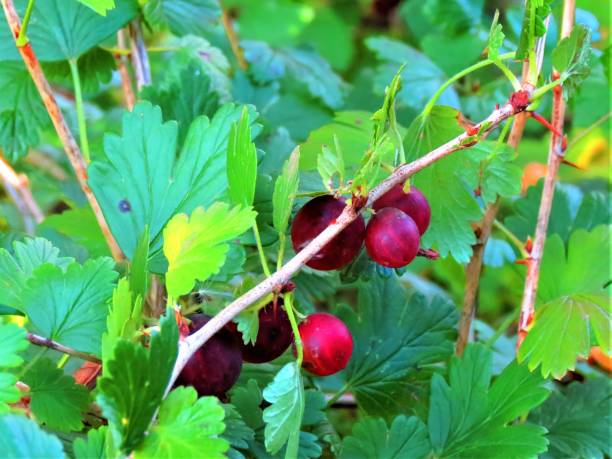 la groseille (ribes uva crispa - ribes grossularia). - currant gooseberry red currant red photos et images de collection