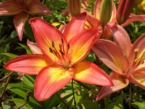 A beautiful bright day lily flower blossom in a home garden.  This cheerful and inspirational flower is often displayed during Christian celebration events such as Good Friday and Resurrection Sunday and as a gift for Mother's Day.