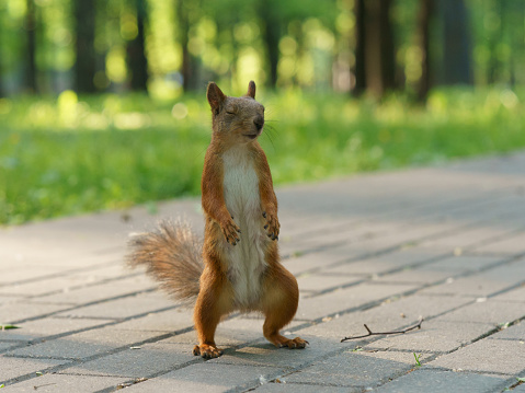 A squirrel looks like monster. The squirrel stood on its hind legs. Bottom angle. She wants to fight in hand-to-hand combat. High resolution photo.