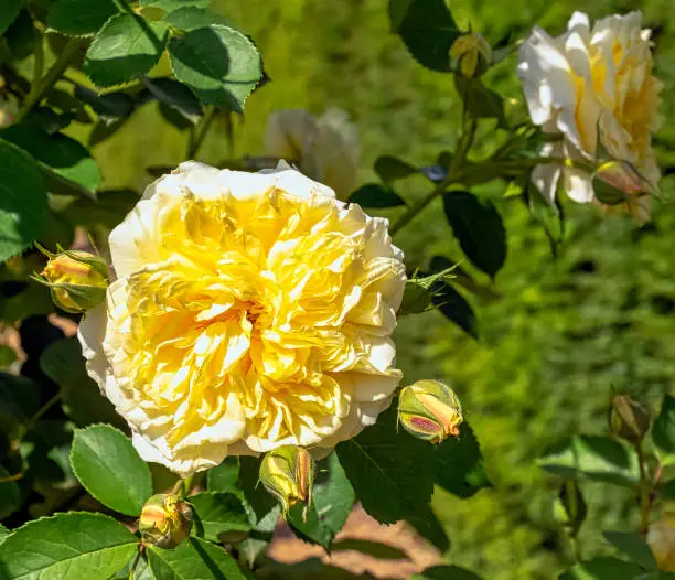 Photo of Rosa Alberic Barbier in British park - London, UK