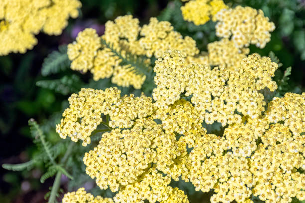 Achillea filipendulina, known as fernleaf yarrow, milfoil or nosebleed - Asian species of flowering plant in the sunflower family Achillea filipendulina, known as fernleaf yarrow, milfoil or nosebleed - Asian species of flowering plant in the sunflower family fernleaf yarrow in garden stock pictures, royalty-free photos & images