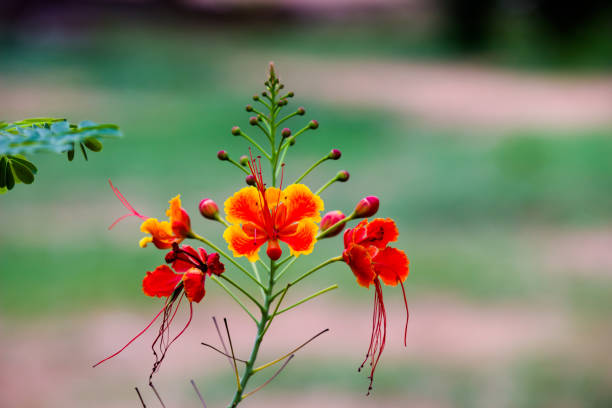 istock Royal poinciana Flower 1212412031