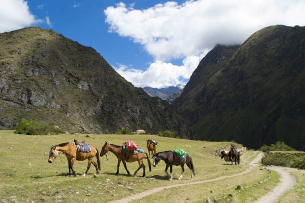 Horses Carrying Packs through Mountain Pass A small group of horses carry light loads along the Inca Trail to Machu Picchu, Peru. Passing through a green mountain valley which can be seen in the background. mountain famous place livestock herd stock pictures, royalty-free photos & images