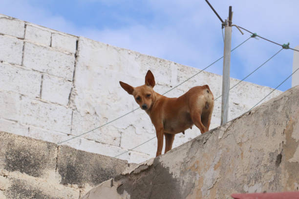 istock Dog on the walls 1212412151