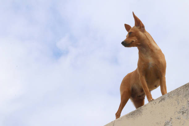istock Dog on the walls 1212412163
