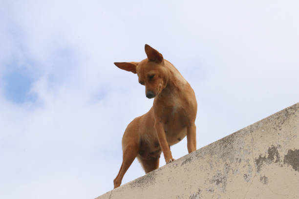 istock Dog on the walls 1212412208