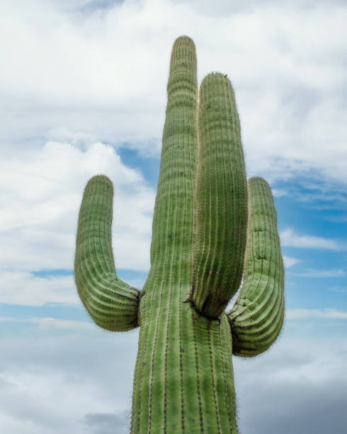 одинокий кактус сагуаро - sonoran desert hedgehog cactus plants nature стоковые фото и изображения