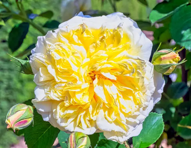 Photo of Rosa Alberic Barbier in British park - London, UK