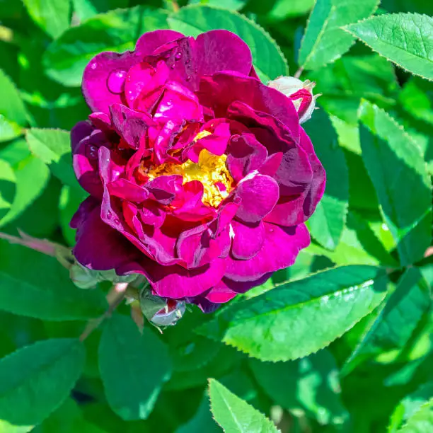 Photo of Rosa gallica officinalis known as Gallic, French or Apothecary's rose, rose of Provins and red rose of Lancaster