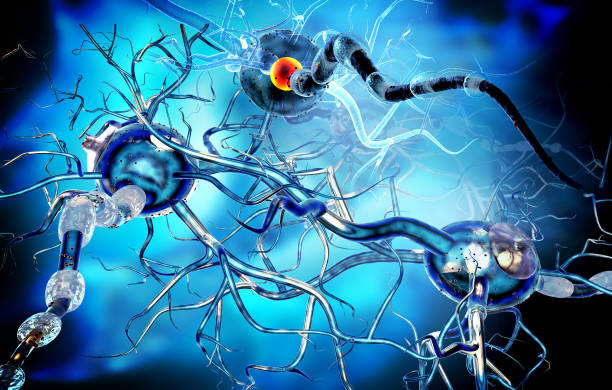 istock 3d render of human nerve cells 1212413582