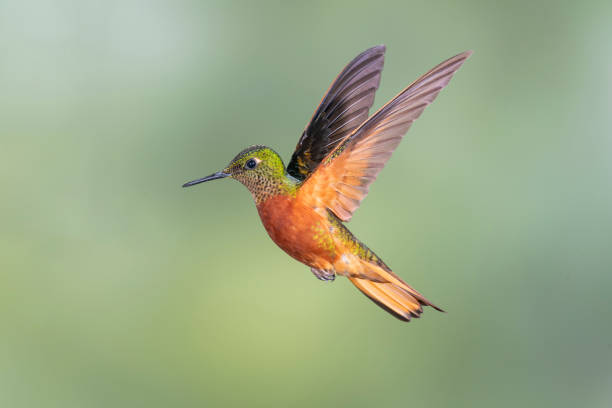 istock Southern Ecuador, Chestnut-breasted Coronet Facing Right 1212414515