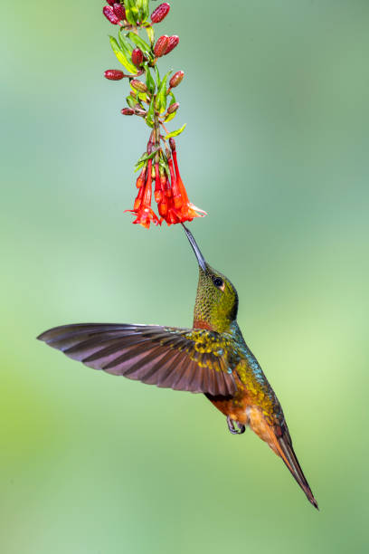 istock Southern Ecuador, Chestnut-breasted Coronet Under Red Flowers with Wings Forward 1212414647