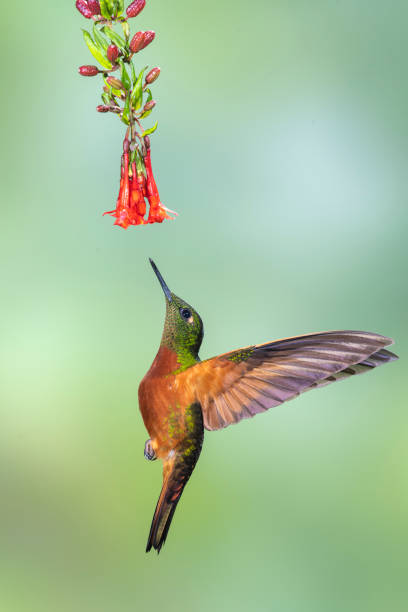 istock Southern Ecuador, Chestnut-breasted Coronet Under Red Flowers with Wings Back 1212414728