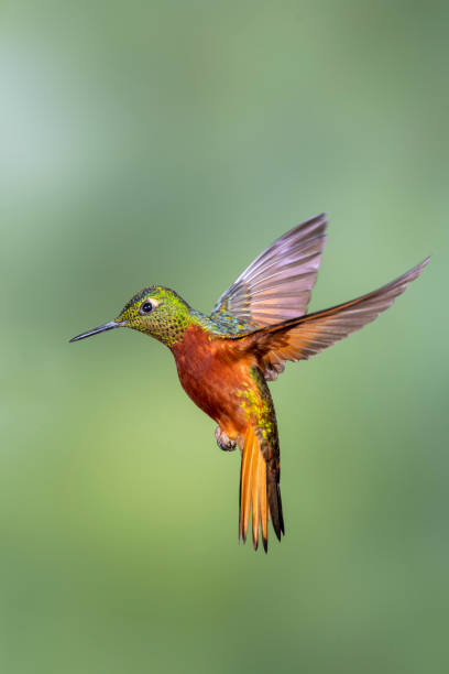 istock Southern Ecuador, Chestnut-breasted Coronet with Its Wings Up 1212414828