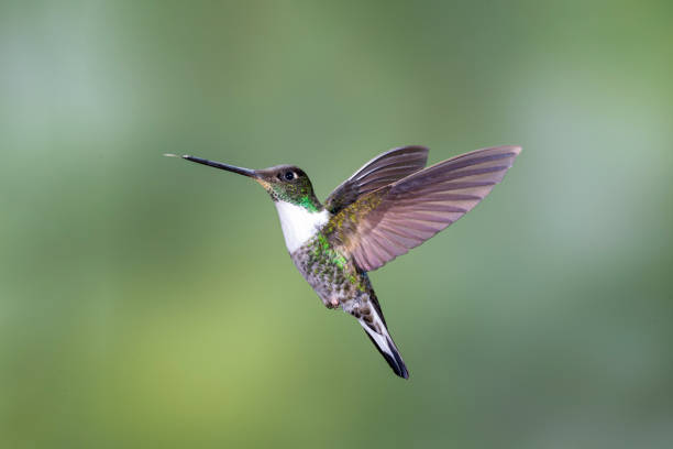 istock Southern Ecuador, Female Collared Inca with Wings Back 1212415014