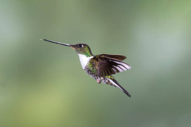 istock Southern Ecuador, Female Collared Inca with Wings Vertical 1212415016