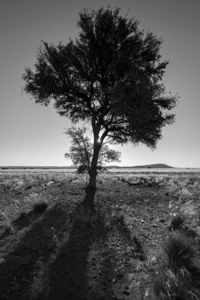 uma fotografia vertical em preto e branco de uma árvore de acácia solitária iluminada - travel nature back lit rural scene - fotografias e filmes do acervo