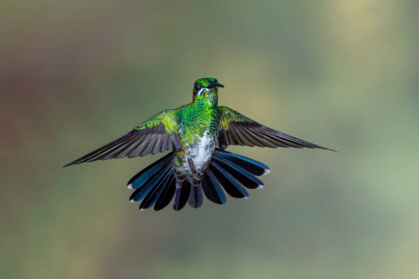 istock Southern Ecuador, Female Green-crowned Brilliant Facing Forward 1212415568