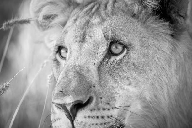 A Detailed Black And White Close Up Portrait Of A Female Lioness Was  Photographed At Sunrise Stock Photo - Download Image Now - iStock