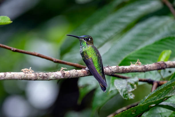 istock Southern Ecuador, Female Violet-fronted Btilliant 1212415661