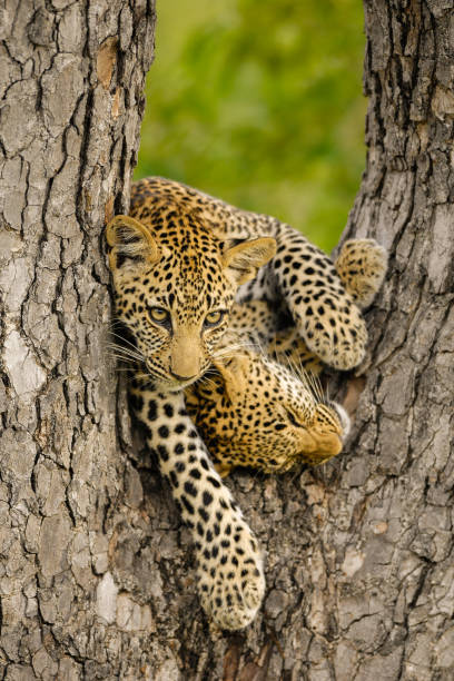 una fotografía de dos cachorros jóvenes leopardos jugando en un árbol - leopard kruger national park south africa africa fotografías e imágenes de stock