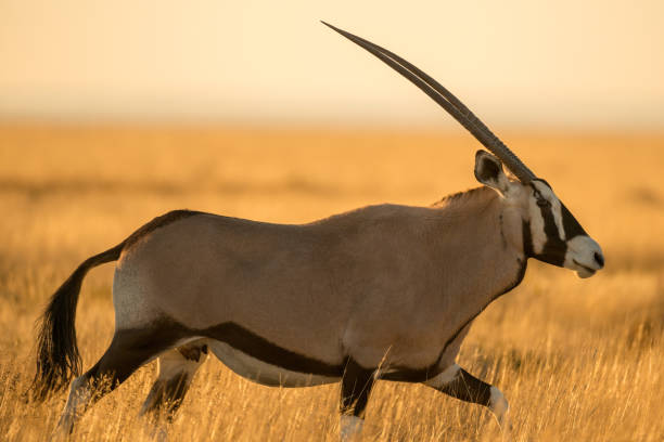 ein foto eines oryx, der in langen trockenen gelben gras - gemsbok antelope mammal nature stock-fotos und bilder