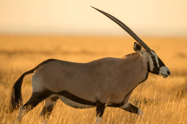 A photograph of an oryx walking in long dry yellow grass A photograph of an oryx walking in long dry yellow grass, photographed at sunrise in the Etosha National Park in Namibia gemsbok photos stock pictures, royalty-free photos & images