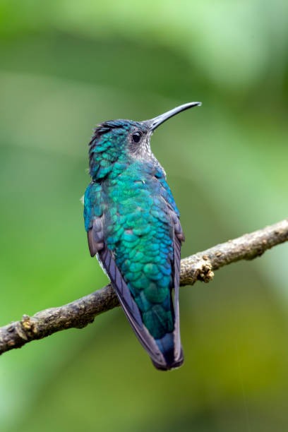 istock Southern Ecuador, Female White-necked Jacobin from the Back 1212415838