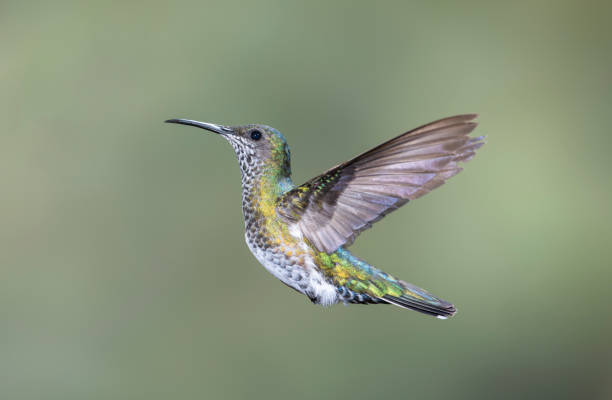 istock Southern Ecuador, Female White-necked Jacobin Facing Right 1212415861