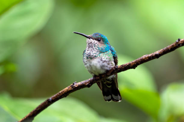 istock Southern Ecuador, Female White-necked Jacobin 1212415978