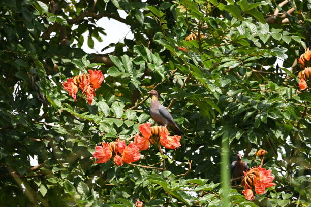 istock Photograph of bird (Paloma Sabanera) 1212416028