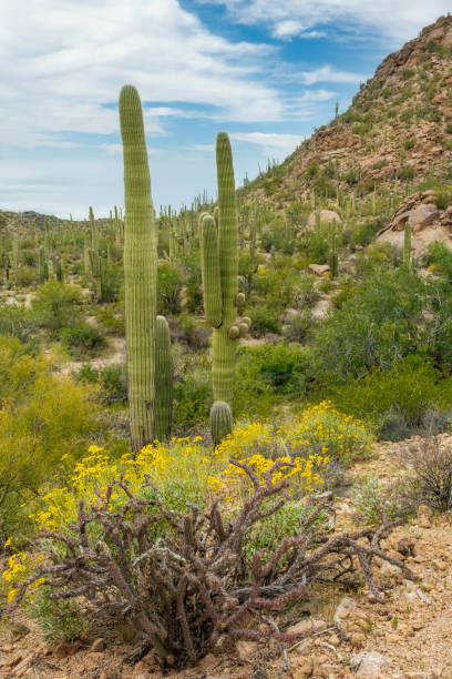 Sonoran Desert Scene stock photo