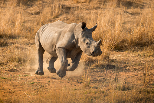 This young white rhino was running down a hill covered in dry yellow grass, and was photographed at sunrise in the Madikwe Game Reserve in South Africa