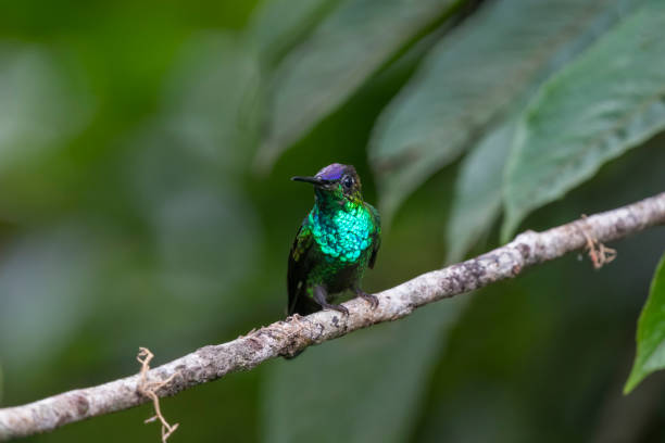 istock Southern Ecuador, Male Violet-fronted Btilliant 1212417357