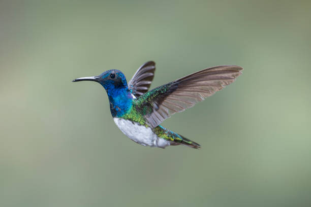 istock Southern Ecuador, Male White-necked Jacobin with Wings Up 1212417481