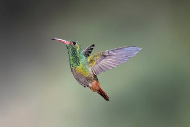 istock Southern Ecuador, Rufous-tailed Hummingbird with Wings Back 1212418249