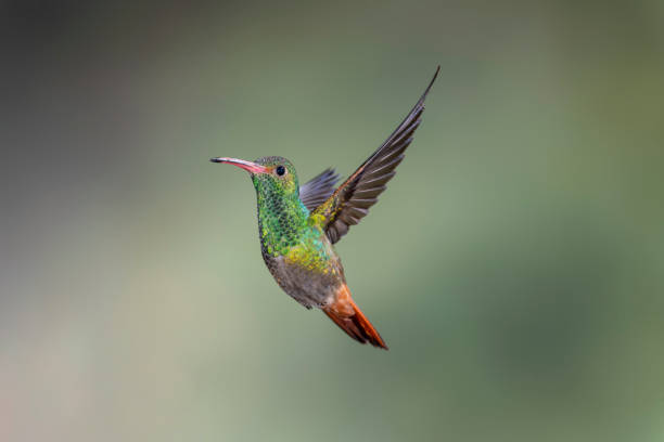 istock Southern Ecuador, Rufous-tailed Hummingbird with Wings Up 1212418270