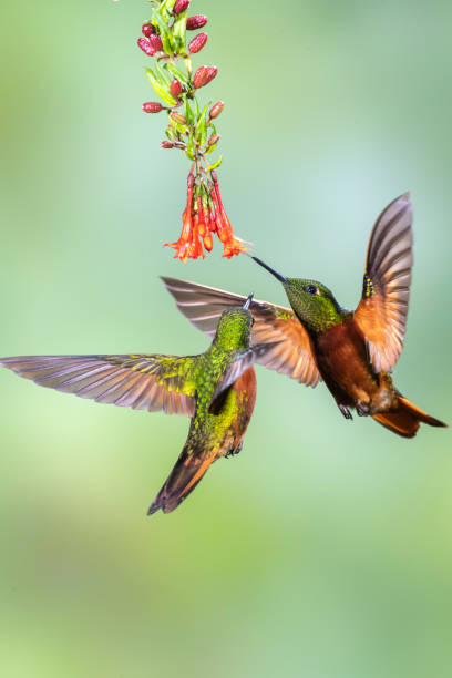 Southern Ecuador, Two Chestnut-breasted Coronets Under Red Flowers