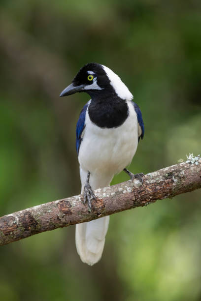 istock Southern Ecuador, White-tailed Jay Looking Right 1212418386