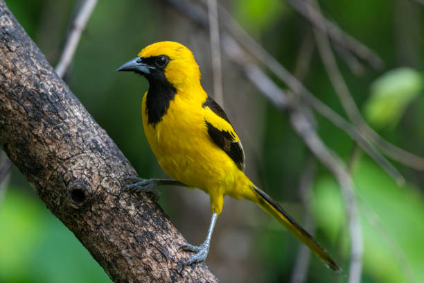 istock Southern Ecuador, Yellow-tailed Oriole 1212418426