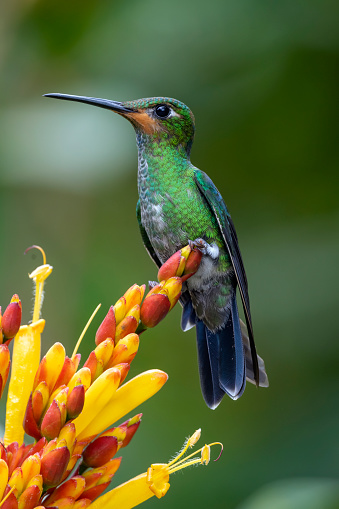 A young Green-crowned Brilliant (Heliodoxa jacula) in the Andes of southern Ecuador.  This is a large hummingbird resident in the highlands from Costa Rica to western Ecuador.  There are eight other members of this genus, all in South America.