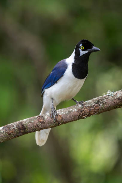 istock Southern Ecuador, White-tailed Jay on a Diagonal Branch 1212418440